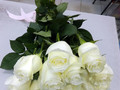 white_roses